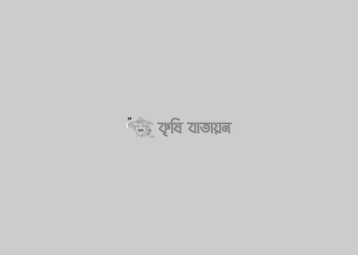 ফেরোমন ফাঁদ ব্যাবহারের মাধ্যমে নিরাপদ টমেটো উৎপাদন