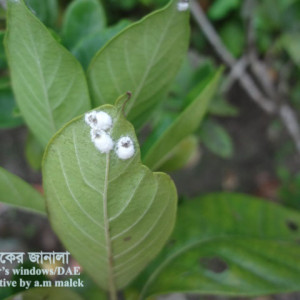 পাতাবাহারের স্কেল বা খোসা পোকা